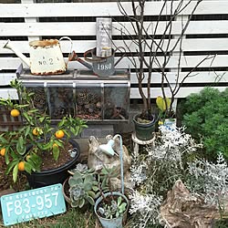 玄関/入り口/蜜柑/多肉植物/ジャンクガーデン/植物...などのインテリア実例 - 2015-11-17 14:40:35