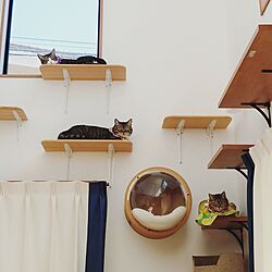 壁/天井/わが家の好きな風景/猫のいる暮らし/猫のいる風景/ねこと暮らす...などのインテリア実例 - 2024-05-06 21:25:23