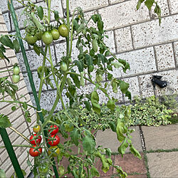 ミニトマト収穫/お庭のある暮らし/玄関/入り口のインテリア実例 - 2022-07-10 18:51:24