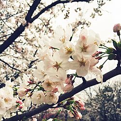 玄関/入り口/桜のインテリア実例 - 2015-04-05 07:53:14
