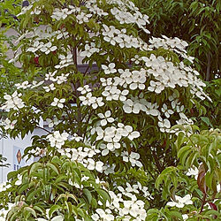 白い花が好き/やまぼうし/山法師/梅雨を楽しく/玄関/入り口のインテリア実例 - 2021-06-16 17:40:36