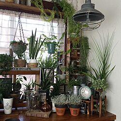 部屋全体/【植中毒】のインテリア実例 - 2015-12-31 10:51:35