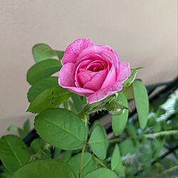 このぐらいの咲きが好き/好きなピンク色/ガートルード・ジェキル/快晴29℃/まだまだ暑いですね...などのインテリア実例 - 2022-08-21 19:19:14