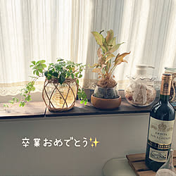 息子が生まれた年のワイン/シュガーバイン水挿し/観葉植物/観葉植物のある暮らし/窓辺のインテリア...などのインテリア実例 - 2023-01-31 16:00:21