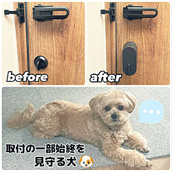 ミックス犬/愛犬♡/bitlock MINI/bitlock/DIY・リノベーション特集...などのインテリア実例 - 2022-09-23 16:58:23