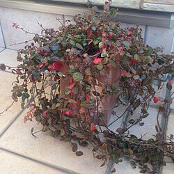 玄関/入り口/植物のインテリア実例 - 2013-11-12 07:35:23