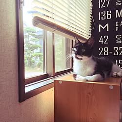 壁/天井/保護猫/トーカイタペストリー/ブラインド/ねこのいる日常のインテリア実例 - 2017-06-08 00:35:58