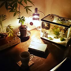 机/観葉植物/アクアリウム 金魚/スタバカップ/ニトリ...などのインテリア実例 - 2016-01-01 22:29:29