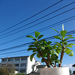 リビング/観葉植物/癒し/一人暮らし/台風一過のインテリア実例 - 2020-09-07 16:04:56