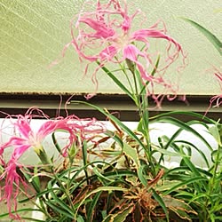 植物/ガーデニング/ベランダのお花/ベランダガーデンのインテリア実例 - 2013-10-23 08:27:08