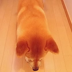 壁/天井/直ぐ反省/連投すみません/犬部♪/犬ばかりでスイマセン...などのインテリア実例 - 2015-03-13 20:49:37