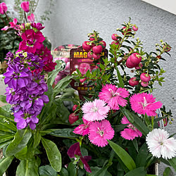 今日のお花ちゃん達/お花のある暮らし♡/秋の寄せ植え♪/バス/トイレのインテリア実例 - 2022-10-18 17:24:42