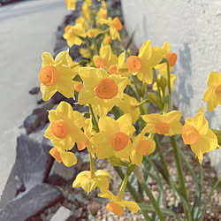 スイセンの花/男の子2人/子どものいる暮らし/いいね！ありがとうございます◡̈♥︎/こどもと暮らす...などのインテリア実例 - 2021-02-19 20:31:11