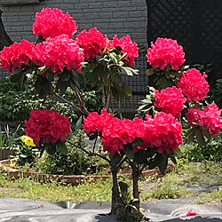 シャクナゲの花のインテリア実例 - 2019-05-04 14:19:53