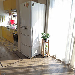 キッチン/日の光/窓辺/黄色のキッチン/観葉植物のある暮らし...などのインテリア実例 - 2022-05-26 13:23:51