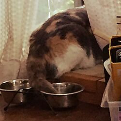 部屋全体/ペット用食器/猫/ひまわり/カーマのインテリア実例 - 2016-08-24 18:05:09