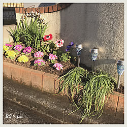 花壇/花のある暮らし/玄関/入り口のインテリア実例 - 2019-03-05 21:39:47