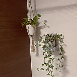 観葉植物/バスルーム/壁/天井のインテリア実例 - 2022-12-21 21:04:55