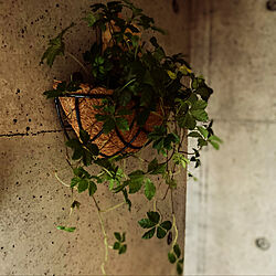 サンゲツ 壁紙/観葉植物/壁/天井のインテリア実例 - 2020-07-09 15:12:51