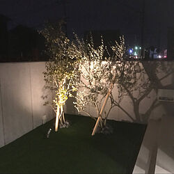 オリーブの木のインテリア実例 - 2022-04-05 22:20:54