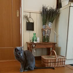 玄関/入り口/猫と暮らす。/ねこのいる日常/いいね！ありがとうございます◡̈♥︎/お花✿...などのインテリア実例 - 2017-06-17 17:54:58