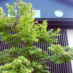 玄関/入り口/日本家屋/紅葉の木のインテリア実例 - 2015-05-16 19:00:04