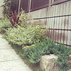 玄関/入り口/植物/ガーデニング/DIY/観葉植物のインテリア実例 - 2016-05-27 16:40:31