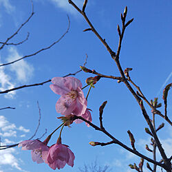 桜のインテリア実例 - 2020-04-02 19:43:54