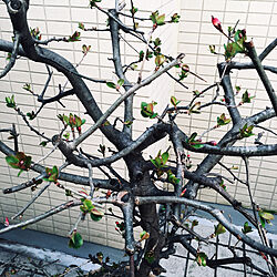 桜が楽しみ/梅は満開/春到来♪/今年もありがとう/可愛いお花...などのインテリア実例 - 2022-03-07 11:11:32