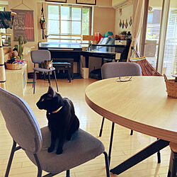 IKEA椅子/黒猫/猫と暮らす/ねこが好き/ねこと暮らす...などのインテリア実例 - 2022-05-29 09:26:32