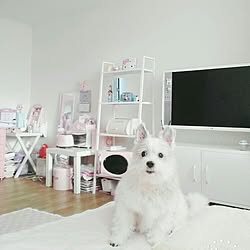 リビング/Pink/White/愛犬/ワンルームのインテリア実例 - 2017-01-15 18:11:35