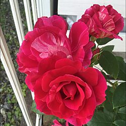 植物/薔薇/玄関/入り口/半つるバラ/ガーデニングのインテリア実例 - 2016-05-21 08:34:32