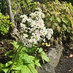 玄関/入り口/タンチョウソウ/山野草/庭に咲く花/インテリアじゃなくてすみませんのインテリア実例 - 2016-04-29 05:30:56