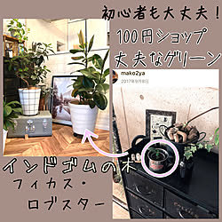 初心者向き/フィカス/100均の観葉植物/成長記録/偏愛アイテム...などのインテリア実例 - 2021-10-13 14:47:43