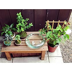 玄関/入り口/日替わり投稿企画!木曜日/植物/暮らし/和の暮らし...などのインテリア実例 - 2017-07-14 00:49:32