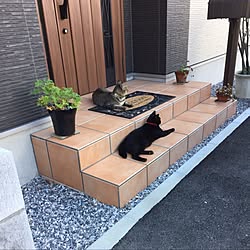 玄関/入り口/玄関/ねこ部/猫/ねこのいる日常...などのインテリア実例 - 2016-10-02 14:58:13