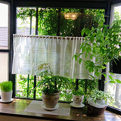 出窓のグリーン/観葉植物/リビングのインテリア実例 - 2020-06-20 21:20:19