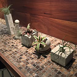 植物のある暮らし/エアプランツ/セメント鉢/NO GREEN NO LIFE/棚...などのインテリア実例 - 2015-06-03 23:26:14