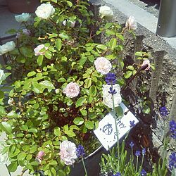 玄関/入り口/植物/ガーデン/薔薇/ラベンダー...などのインテリア実例 - 2014-05-29 10:08:29