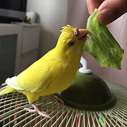 セキセイインコ/リビングのインテリア実例 - 2019-03-27 10:29:41