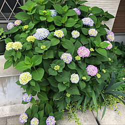 紫陽花/ガーデン雑貨/庭/観葉植物/お花が好き...などのインテリア実例 - 2022-05-23 21:30:04