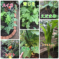 野菜を育てる/賃貸/野菜畑/庭/玄関/入り口のインテリア実例 - 2019-06-10 19:08:53