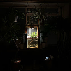 水槽のある暮らし/観葉植物/DIY/照明のインテリア実例 - 2020-10-04 21:33:01