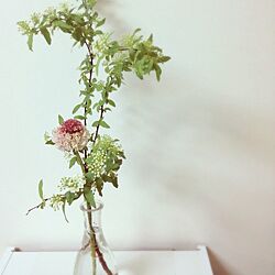 棚/植物/切花のインテリア実例 - 2013-09-06 21:49:04