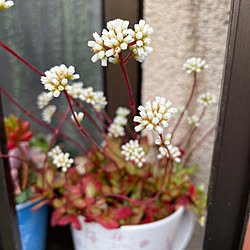 紅稚児お花/狭いながらも楽しい我が家♪/生き物と暮らす❤️/古い家を少しでも綺麗に！/カメラマーク消し☆...などのインテリア実例 - 2023-05-06 11:57:42