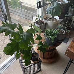 観葉植物のある暮らし/DIY/カフェ風/お気に入り/癒し...などのインテリア実例 - 2022-08-24 08:25:46