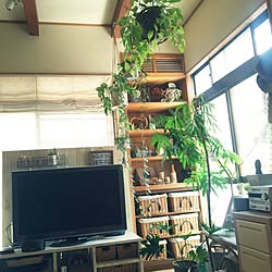 棚/多肉植物♥︎/古道具×GREEN/グリーンのある暮らし/いいね！ありがとうございます♪...などのインテリア実例 - 2017-07-19 11:47:24