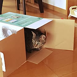 部屋全体/でもやっぱり箱が好き笑/猫と暮らす/猫好きのインテリア実例 - 2017-07-18 10:14:05