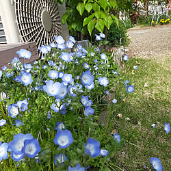 植物のある生活/ガーデン二ング/玄関/入り口/生活感/植物のある暮らし...などのインテリア実例 - 2021-05-20 18:26:42