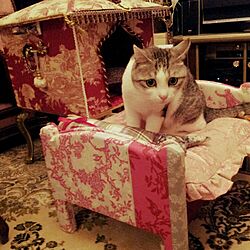 ベッド周り/猫ベッド作成中…/IKEAのドールベッド/猫/RC美魔女同盟...などのインテリア実例 - 2015-04-27 21:49:42